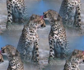 Click to get the codes for this image. Kissing Cheetahs, Animals  Cats Background, wallpaper or texture for any blog, web page, phone or desktop