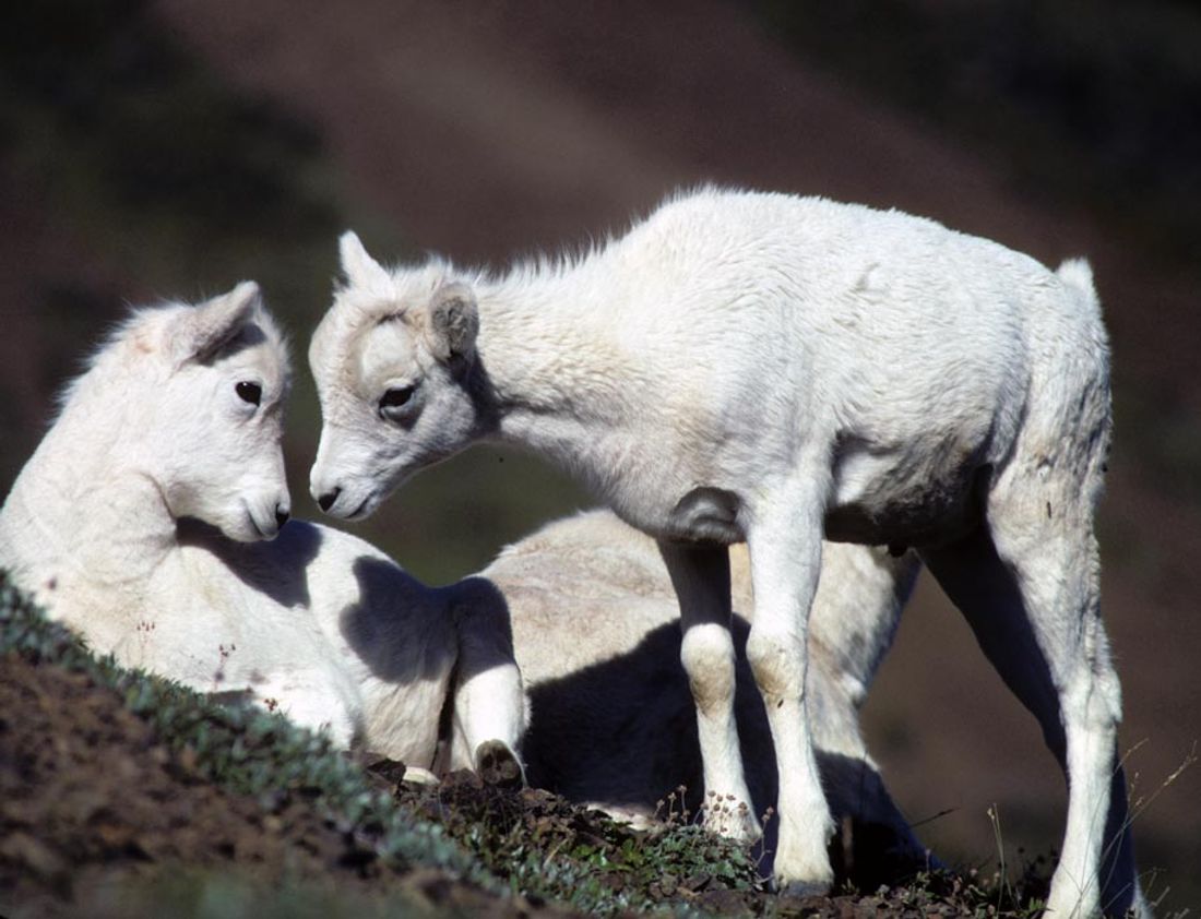 Click to get the codes for this image. Kissing Lambs, Animals  Horses  Hooved Background, wallpaper or texture for any blog, web page, phone or desktop