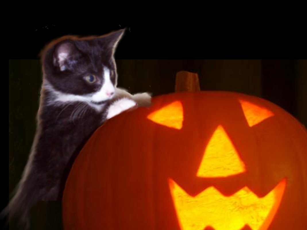 Click to get the codes for this image. Kitten With Halloween Pumpkin, Halloween Background, wallpaper or texture for Blogger, Wordpress, or any phone, desktop or blog.