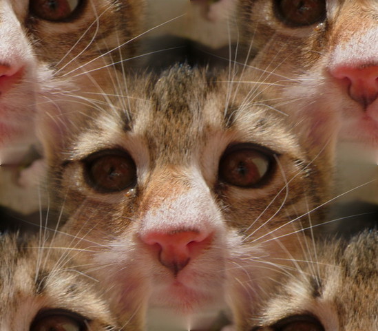 Click to browse cat backgrounds, textures, wallpapers and seamless patterns.