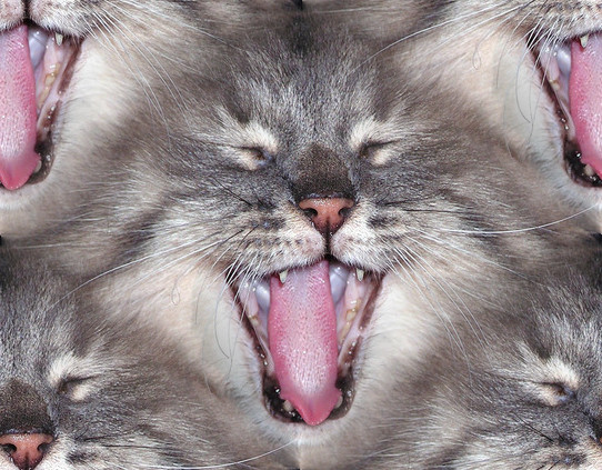 Click to get the codes for this image. Kitty Laugh, Animals  Cats Background, wallpaper or texture for any blog, web page, phone or desktop