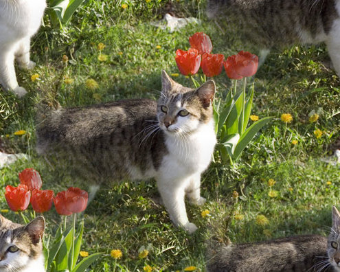 Click to get the codes for this image. Kitty With Tulips, Animals  Cats Background, wallpaper or texture for any blog, web page, phone or desktop