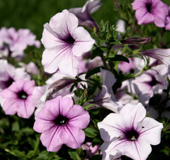 Click to get the codes for this image. Magenta Colored Petunias, Flowers  Floral Designs Background, wallpaper or texture for any blog, web page, phone or desktop