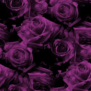 Click to get the codes for this image. Magenta Roses, Flowers  Floral Designs, Colors  Pink Background, wallpaper or texture for Blogger, Wordpress, or any phone, desktop or blog.