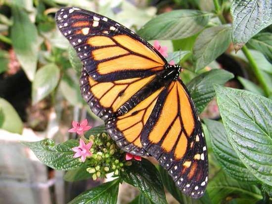 Click to get the codes for this image. Monarch Butterfly On Plant, Butterflies Background, wallpaper or texture for any blog, web page, phone or desktop