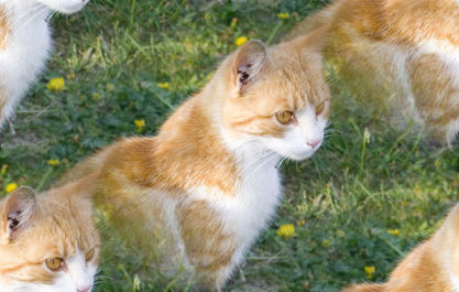 Click to get the codes for this image. Orange Kitty In The Grass, Animals  Cats Background, wallpaper or texture for any blog, web page, phone or desktop