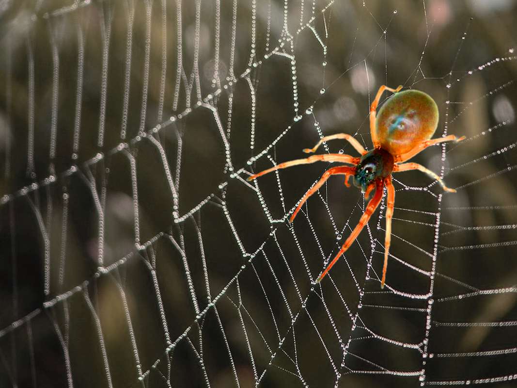 Click to get the codes for this image. Orange Spider On Black Web, Halloween, Animals Background, wallpaper or texture for Blogger, Wordpress, or any phone, desktop or blog.