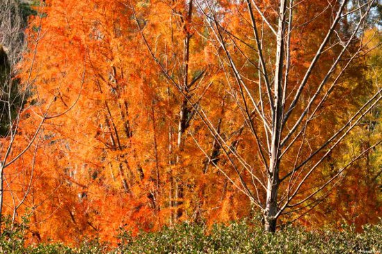 Click to get the codes for this image. Orange Tree Scape, Nature Landscapes  Scenery, Seasons  Fall, Colors  Orange Background, wallpaper or texture for Blogger, Wordpress, or any phone, desktop or blog.