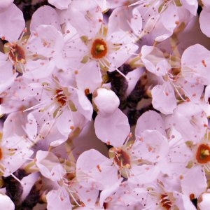 Click to get the codes for this image. Pale Pink Blossoms, Flowers  Floral Designs, Colors  Pink, Seasons  Spring Background, wallpaper or texture for Blogger, Wordpress, or any phone, desktop or blog.