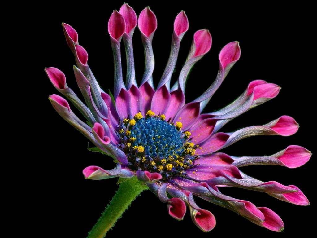 Click to get the codes for this image. Pink Daisy With Closed Petals Closeup, Flowers  Floral Designs Background, wallpaper or texture for any blog, web page, phone or desktop