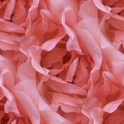 Click to get the codes for this image. Pink Rose Petals, Flowers  Floral Designs, Colors  Pink, Holidays  Valentines Day Background, wallpaper or texture for Blogger, Wordpress, or any phone, desktop or blog.