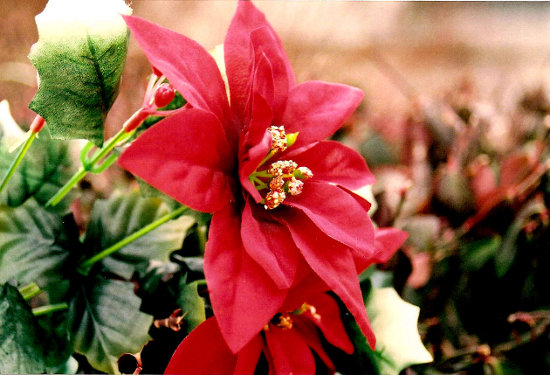 Click to get the codes for this image. Poinsetta Closeup, Holidays  Christmas Background, wallpaper or texture for Blogger, Wordpress, or any phone, desktop or blog.