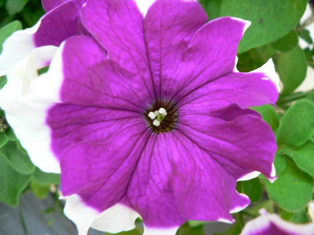 Click to get the codes for this image. Purple Petunia Close Up, Flowers  Floral Designs Background, wallpaper or texture for any blog, web page, phone or desktop