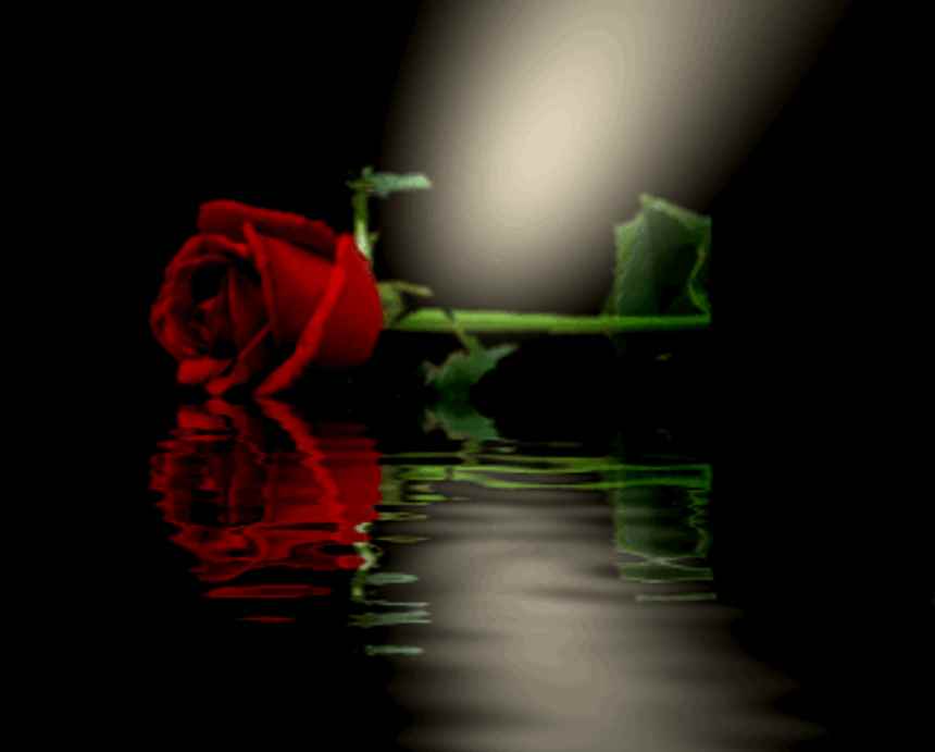 Click to get the codes for this image. Red Rose Reflecting In Pool, Flowers  Floral Designs, Holidays  Valentines Day Background, wallpaper or texture for Blogger, Wordpress, or any phone, desktop or blog.