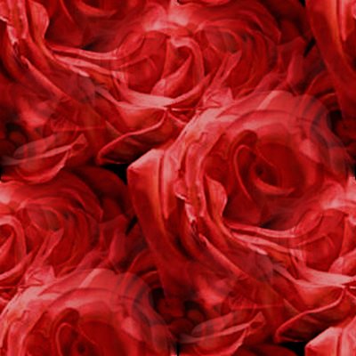 Click to get the codes for this image. Red Roses, Flowers  Floral Designs, Colors  Red, Holidays  Valentines Day Background, wallpaper or texture for Blogger, Wordpress, or any phone, desktop or blog.