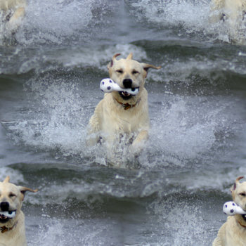 Click to get the codes for this image. Running Dog In Water, Animals  Dogs Background, wallpaper or texture for any blog, web page, phone or desktop