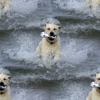 Click to get dog backgrounds, textures, wallpapers, images and seamless patterns.