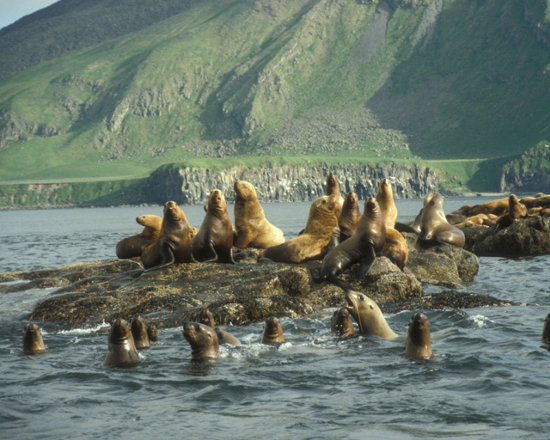 Click to get the codes for this image. Sea Lions, Nature Landscapes  Scenery, Animals  Ocean Life Background, wallpaper or texture for any blog, web page, phone or desktop