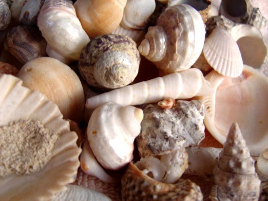 Click to get the codes for this image. Sea Shells, Ocean  Water, Seasons  Summer, Random Background, wallpaper or texture for, Blogger, Wordpress, or any web page, blog, desktop or phone.
