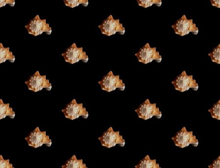 Click to get the codes for this image. Sea Shells On Black, Ocean  Water Background, wallpaper or texture for any blog, web page, phone or desktop