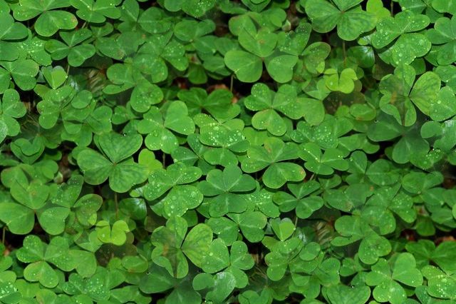 Click to get the codes for this image. Seamless Shamrocks, Saint Patrick's Day, Colors  Green, Plants and Leaves Background, wallpaper or texture for Blogger, Wordpress, or any phone, desktop or blog.