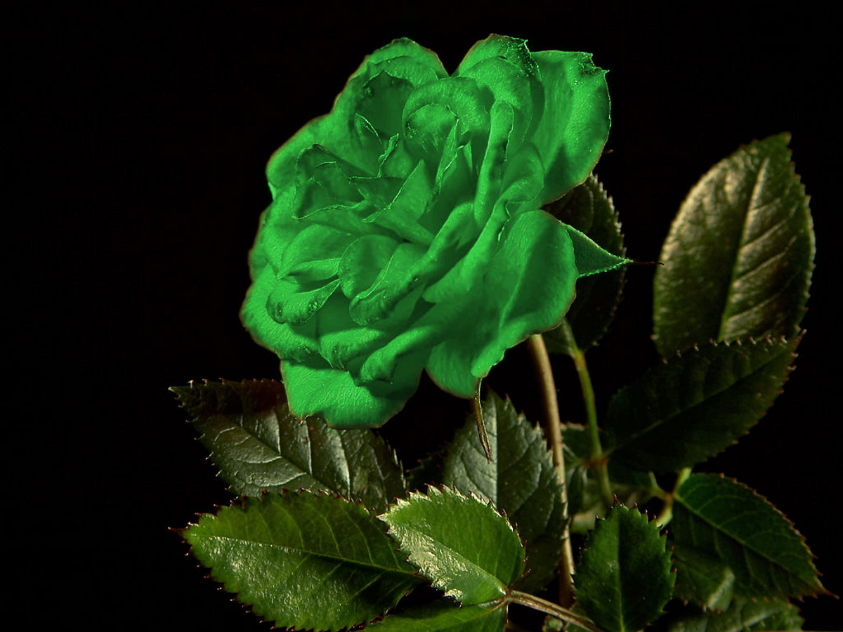 Click to get the codes for this image. Single Green Rose, Saint Patrick's Day, Colors  Green, Flowers  Floral Designs Background, wallpaper or texture for Blogger, Wordpress, or any phone, desktop or blog.