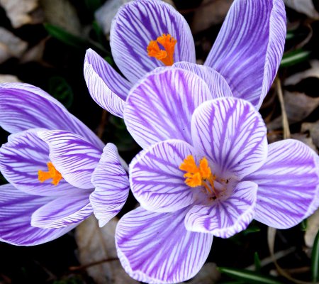 Click to get the codes for this image. Striped Purple Crocus 1800x1600, Flowers  Floral Designs, Seasons  Spring Background, wallpaper or texture for Blogger, Wordpress, or any phone, desktop or blog.