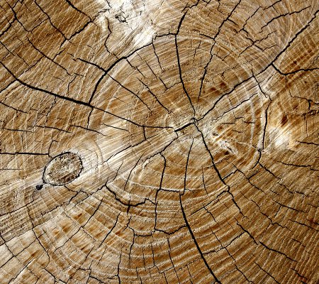 Click to get the codes for this image. Tree Rings Background 1800x1600, Wood, Colors  Brown Background, wallpaper or texture for Blogger, Wordpress, or any phone, desktop or blog.