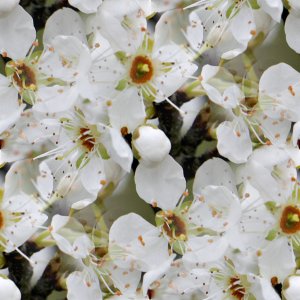 Click to get the codes for this image. White Blossoms, Flowers  Floral Designs, Colors  White and Eggshell, Seasons  Spring Background, wallpaper or texture for Blogger, Wordpress, or any phone, desktop or blog.
