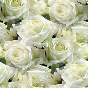 Click to get the codes for this image. White Roses, Flowers  Floral Designs, Colors  White and Eggshell Background, wallpaper or texture for Blogger, Wordpress, or any phone, desktop or blog.