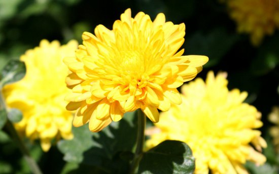 Click to get the codes for this image. Yellow Chrysanthemums, Flowers  Floral Designs Background, wallpaper or texture for any blog, web page, phone or desktop