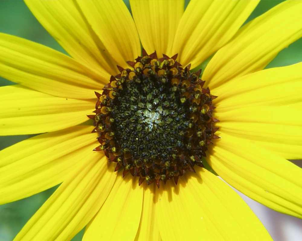 Click to get the codes for this image. Yellow Flower Closeup, Flowers  Floral Designs, Seasons  Summer Background, wallpaper or texture for Blogger, Wordpress, or any phone, desktop or blog.