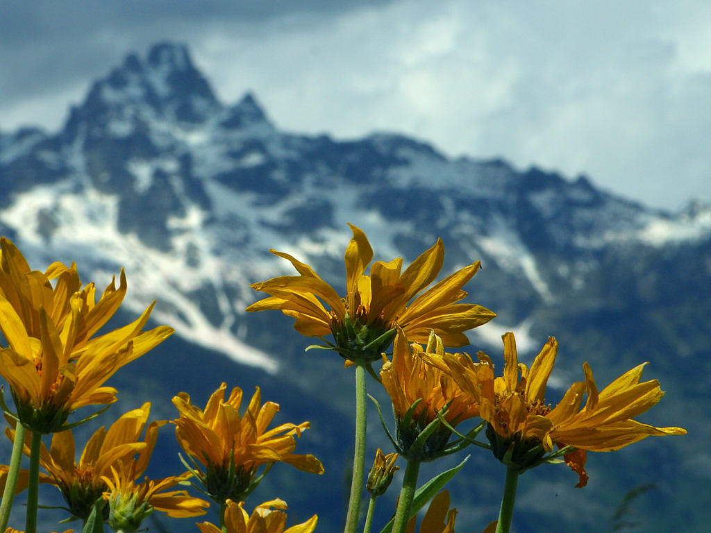 Click to get the codes for this image. Yellow Flowers With Mountains In Background, Flowers  Floral Designs, Patterns  Nature Inspired, Seasons  Spring Background, wallpaper or texture for Blogger, Wordpress, or any phone, desktop or blog.