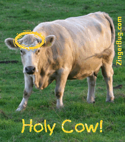 Holy Cow Funny Glitter Graphic Glitter Graphic, Greeting ...