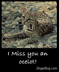 Click to get the codes for this image. Funny play on words. Photo of an ocelot, comment reads I Miss you an ocelot! (an aweful lot)