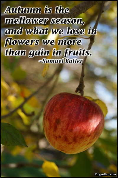 Click to get the codes for this image. This comment features a photograph of an apple hanging from a tree in fall. The quote is from Samuel Butler and reads: Autumn is the mellower season, and what we lose in flowers we more than gain in fruits.