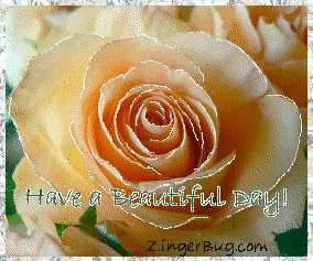 Click to get the codes for this image. This beautiful glitter graphic shows a close-up of a peach colored rose with silver glitter on the tips of each petal. The comment reads: Have a Beautiful Day!