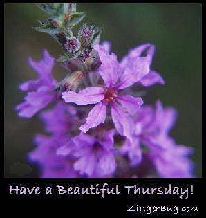 Click to get the codes for this image. Have a Beautiful Thursday Purple Flowers, Happy Thursday, Flowers Free Image, Glitter Graphic, Greeting or Meme for Facebook, Twitter or any forum or blog.