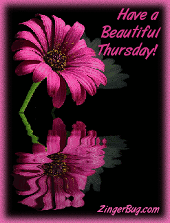 Click to get the codes for this image. This comment shows a beautiful pink flower with reflections in an animated pool. The comment reads: Have a Beautiful Thursday!