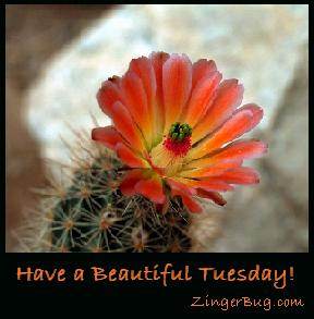 Click to get the codes for this image. Have a Beautiful Tuesday Cactus Flower, Happy Tuesday, Flowers Free Image, Glitter Graphic, Greeting or Meme for Facebook, Twitter or any forum or blog.