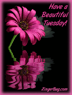 Click to get the codes for this image. This graphic features a pink flower reflected in an animated pool. The comment reads: Have a Beautiful Tuesday!