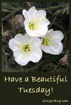 Click to get the codes for this image. Have a Beautiful Tuesday White Flowers, Happy Tuesday, Flowers Free Image, Glitter Graphic, Greeting or Meme for Facebook, Twitter or any forum or blog.