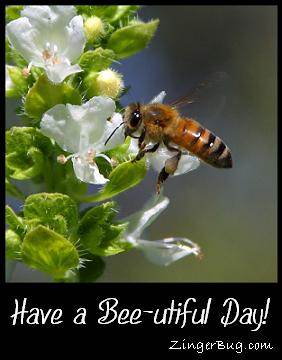 Click to get the codes for this image. Closeup photo of a bee on a flower. Comment reads: Have a Bee-utiful Day!