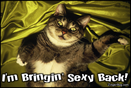 Click to get the codes for this image. Bringin Sexy Back Cat, Funny Stuff  Jokes, Animals  Cats Free Image, Glitter Graphic, Greeting or Meme for Facebook, Twitter or any forum or blog.