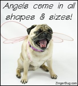 Click to get the codes for this image. Cute photo of a pug dog wearing angel wings. Comment reads: Angels come in all shapes & sizes!