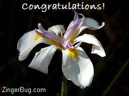 Click to get the codes for this image. Congratulations Orchid Photo, Congratulations, Flowers Free Image, Glitter Graphic, Greeting or Meme for Facebook, Twitter or any blog.