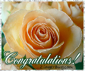 Click to get the codes for this image. This beautiful glitter graphic shows a close-up of a peach colored rose with silver glitter on the tips of each petal. The comment reads: Congratulations!