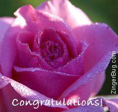 Click to get the codes for this image. Congratulations Rose Photo, Congratulations, Flowers Free Image, Glitter Graphic, Greeting or Meme for Facebook, Twitter or any blog.