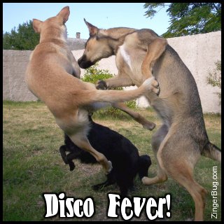 Click to get the codes for this image. This funny photo shows three dogs jumping and apparently dancing. The comment reads: Disco Fever!