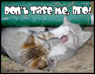 Click to get the codes for this image. This funny photo shows 2 kittens fighting on the ground. The comment reads: Don't Tase me, Bro!